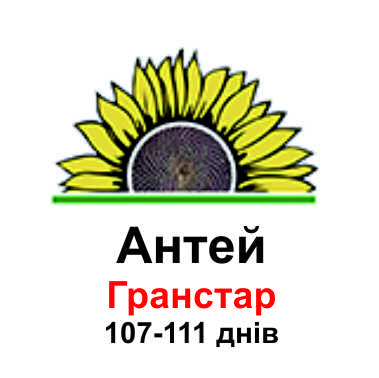 Подсолнечник Антей